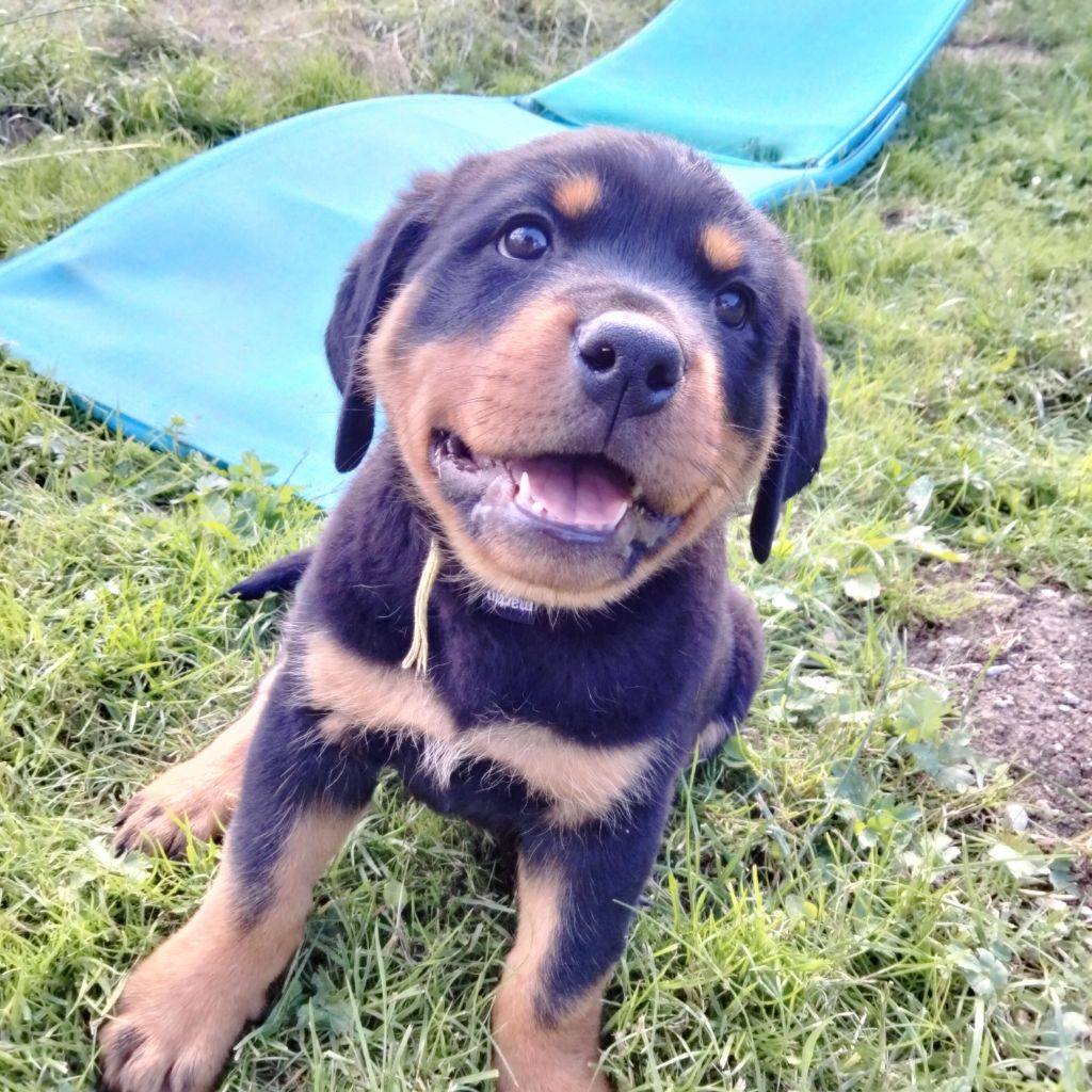 Des Berges Du Brevon - Chiot disponible  - Rottweiler