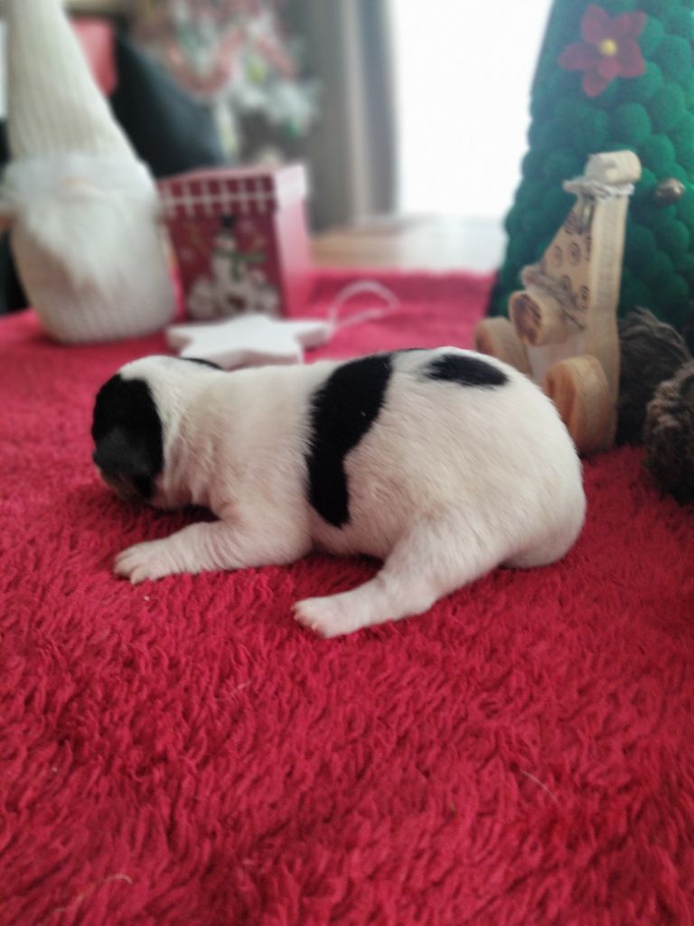 Des Berges Du Brevon - Chiot disponible  - Jack Russell Terrier