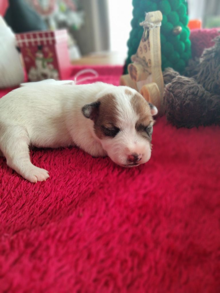 Des Berges Du Brevon - Chiot disponible  - Jack Russell Terrier