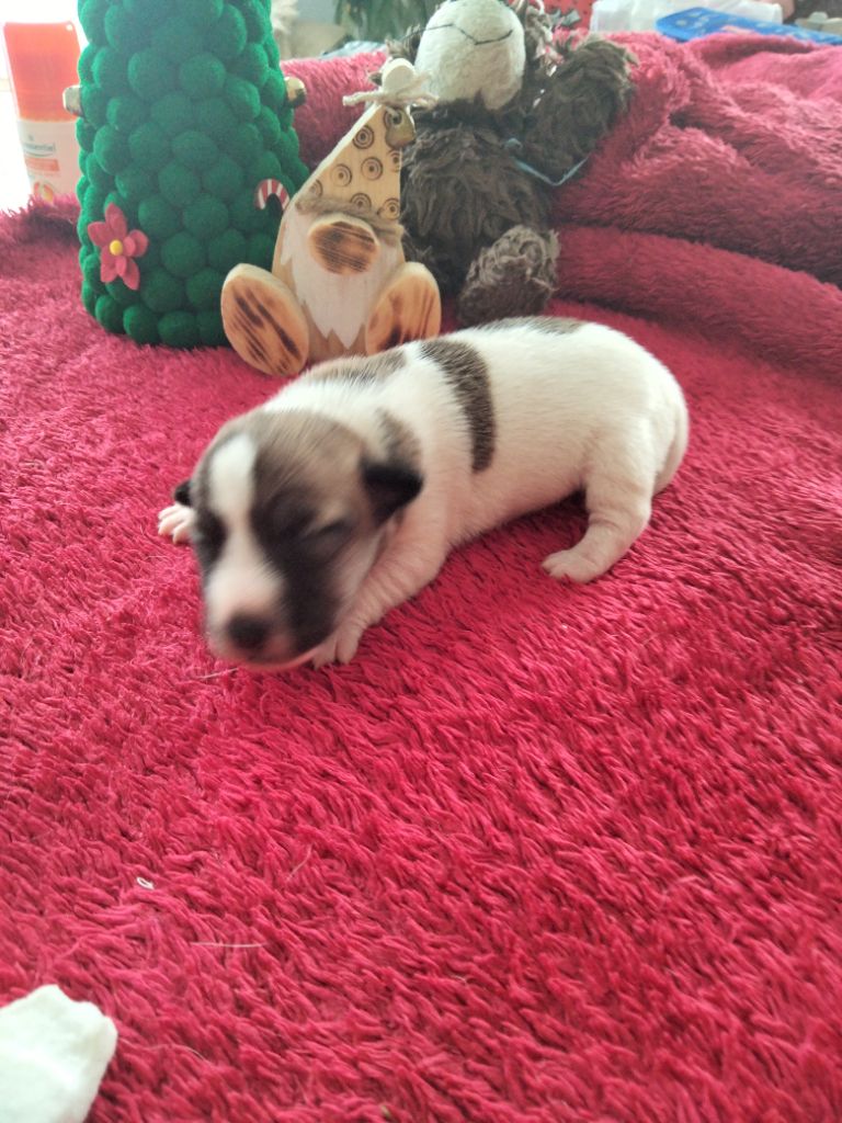 Des Berges Du Brevon - Chiot disponible  - Jack Russell Terrier