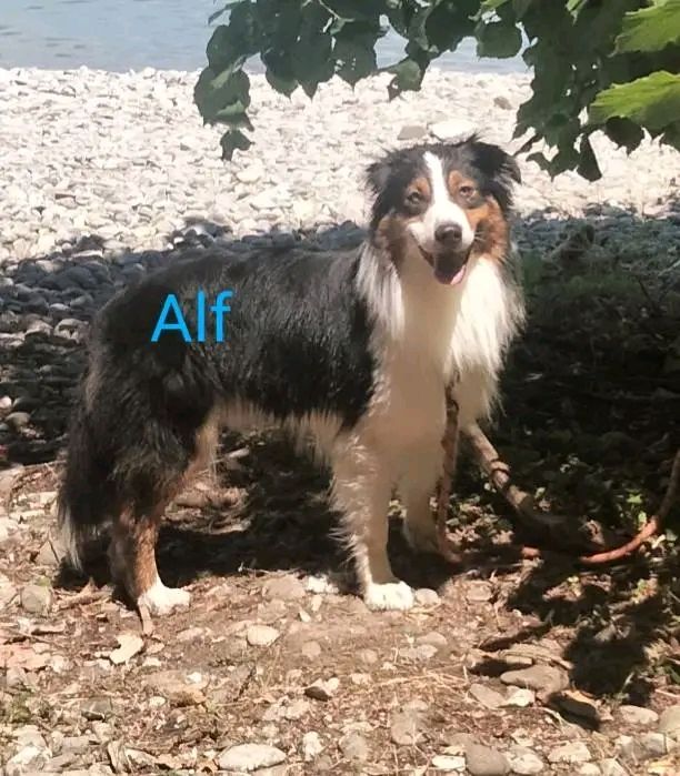 Udo dit alf (Sans Affixe)