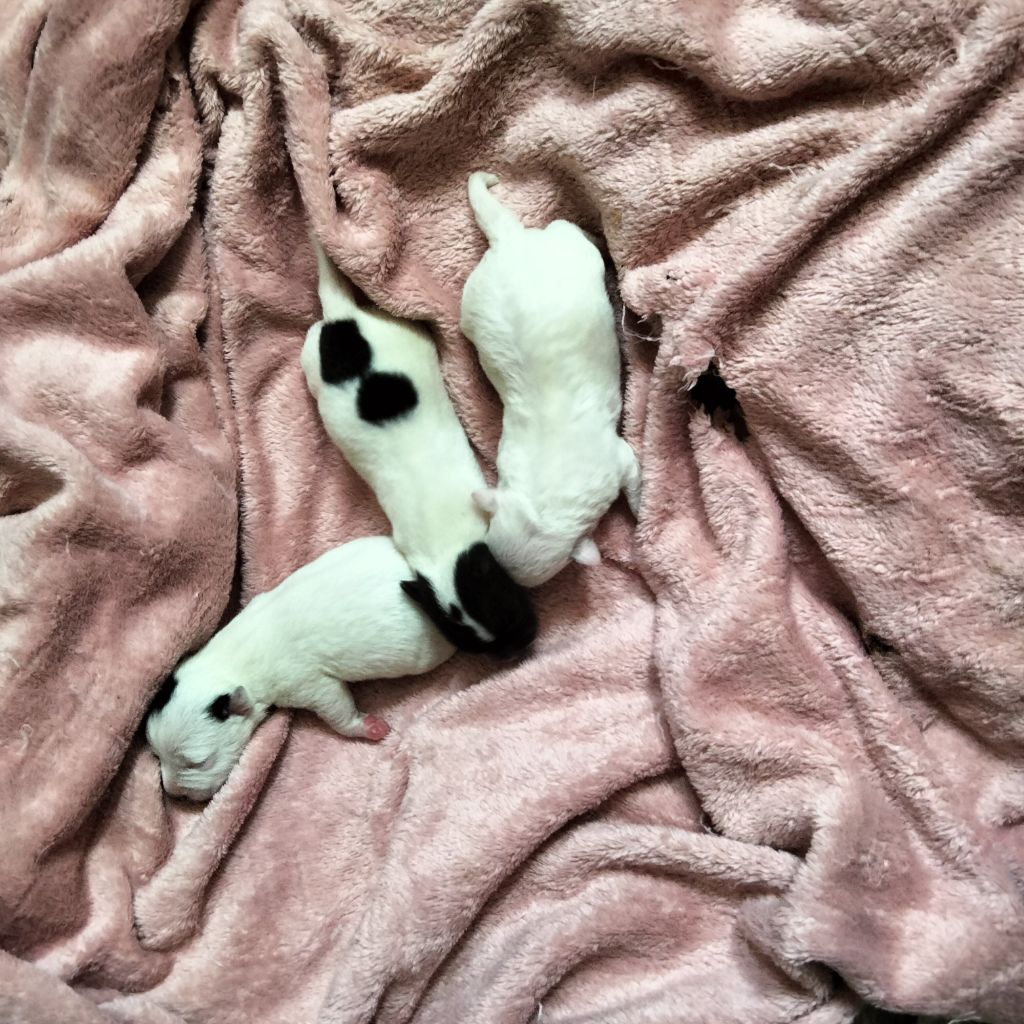 Naissance 