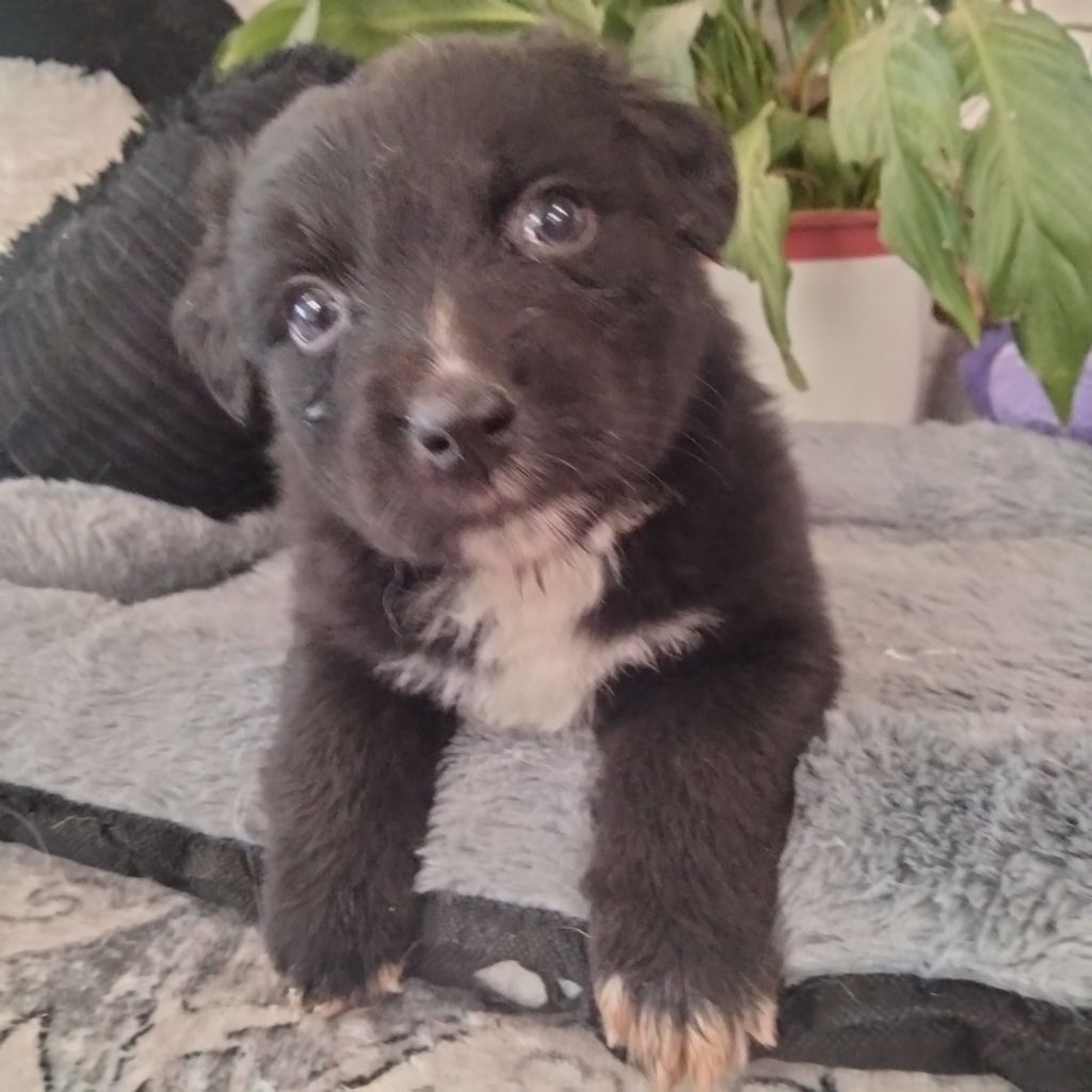 Des Berges Du Brevon - Chiots disponibles - Berger Australien