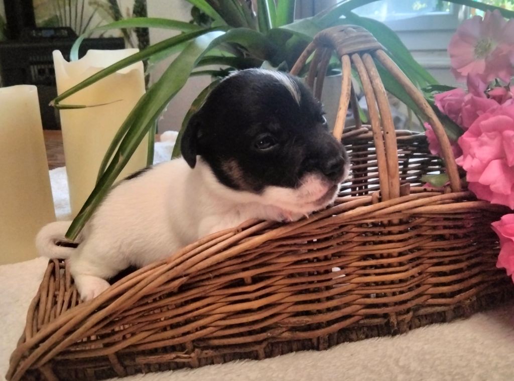Des Berges Du Brevon - Chiots disponibles - Jack Russell Terrier