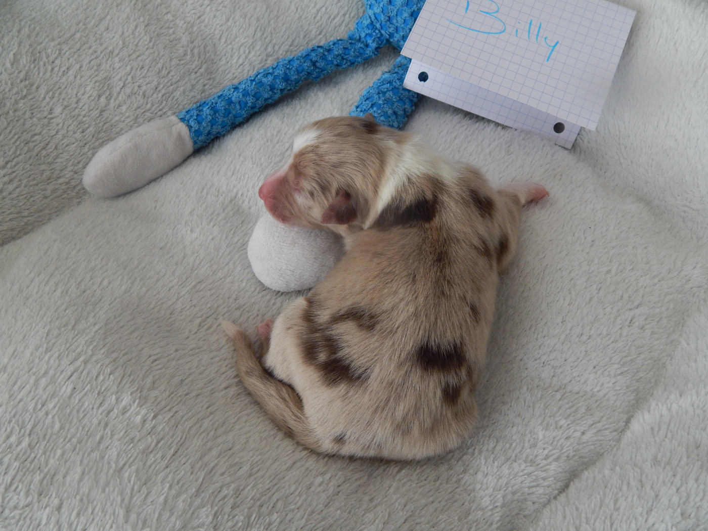 Des Berges Du Brevon - Chiots disponibles - Berger Australien