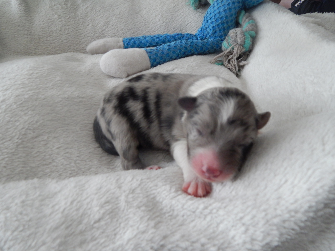 Des Berges Du Brevon - Chiots disponibles - Berger Australien