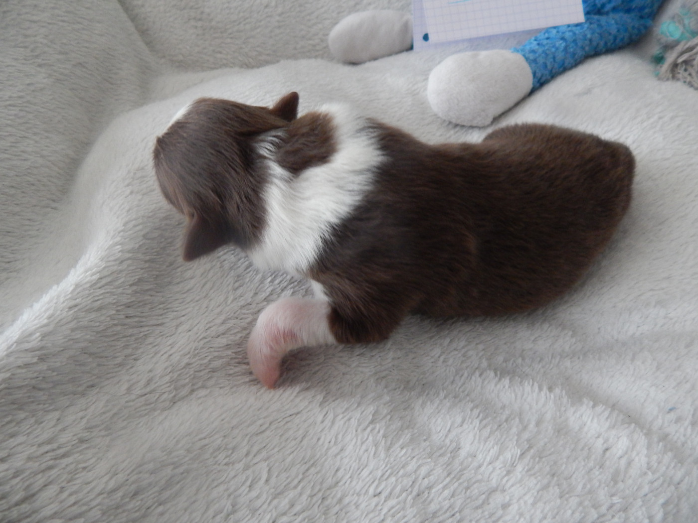 Des Berges Du Brevon - Chiots disponibles - Berger Australien