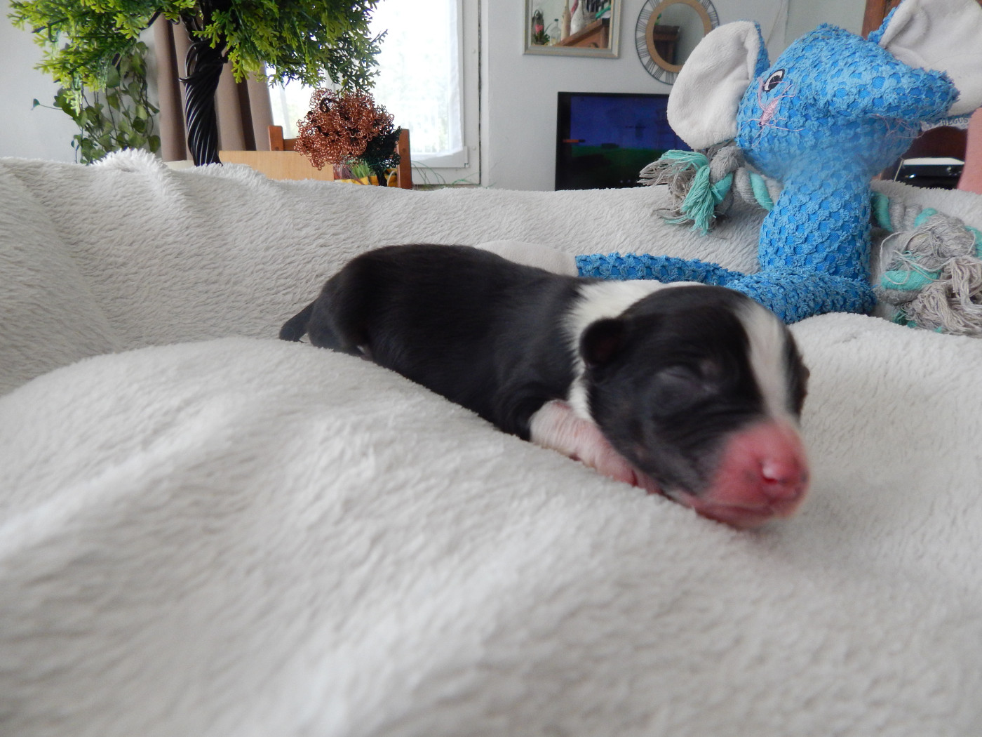 Des Berges Du Brevon - Chiots disponibles - Berger Australien