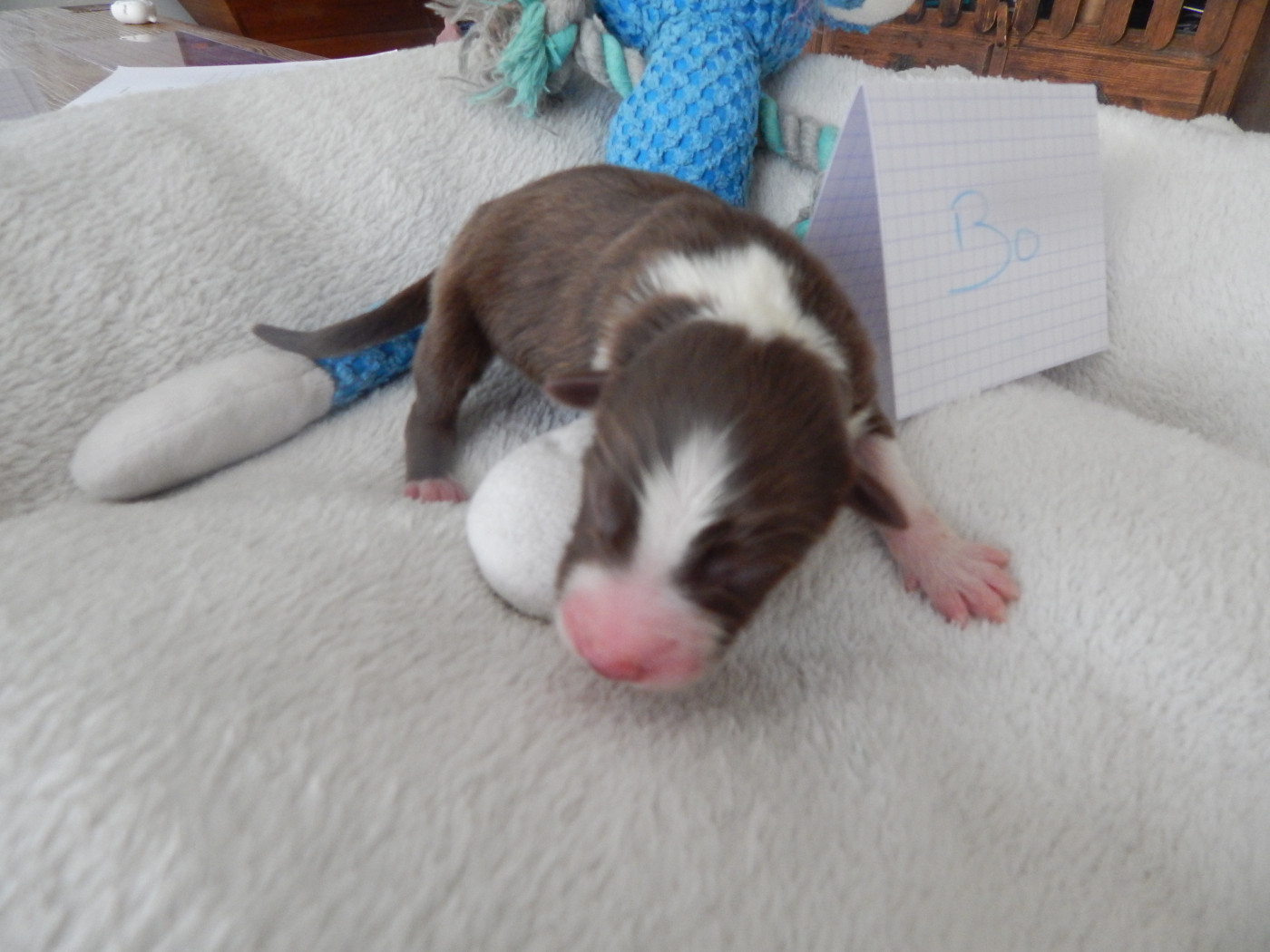 Des Berges Du Brevon - Chiots disponibles - Berger Australien