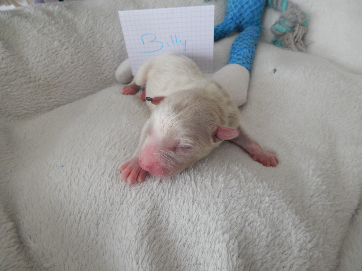 Des Berges Du Brevon - Chiots disponibles - Berger Australien