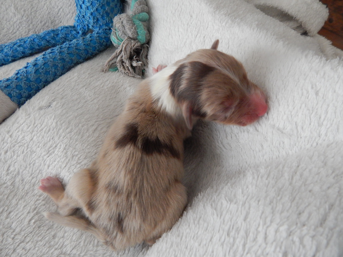 Des Berges Du Brevon - Chiots disponibles - Berger Australien