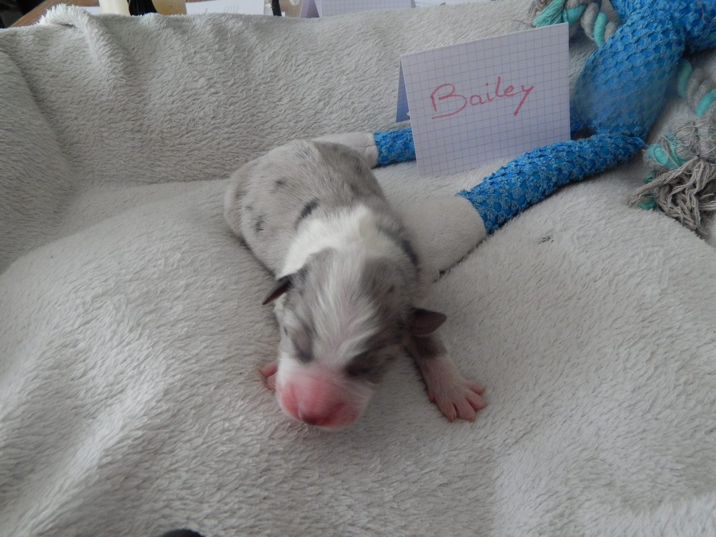 Des Berges Du Brevon - Chiots disponibles - Berger Australien