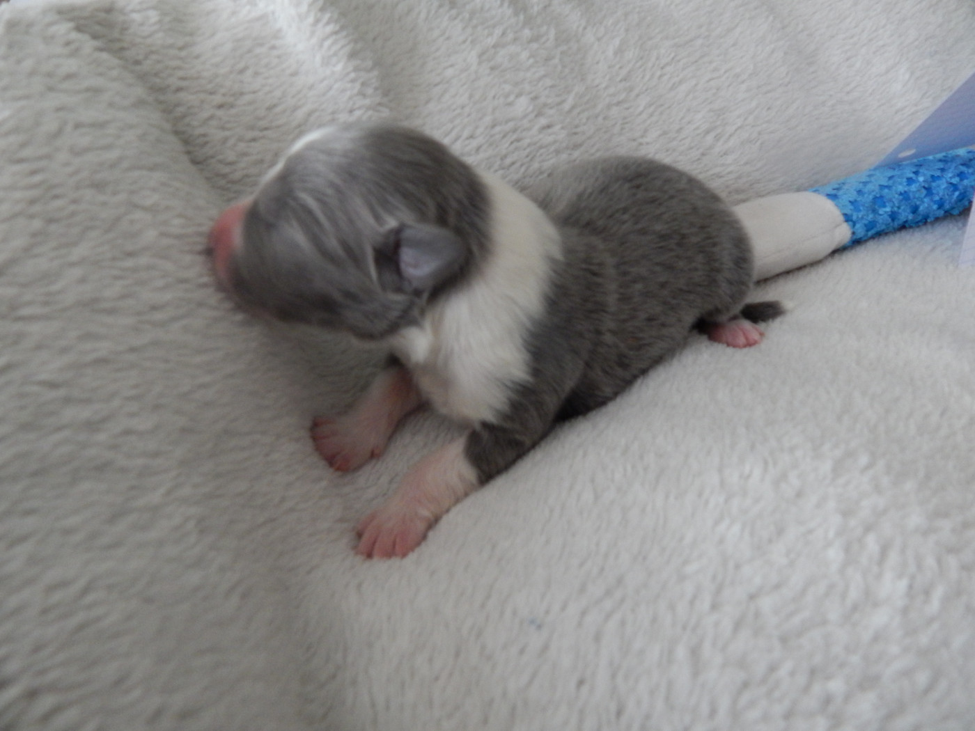 Des Berges Du Brevon - Chiots disponibles - Berger Australien