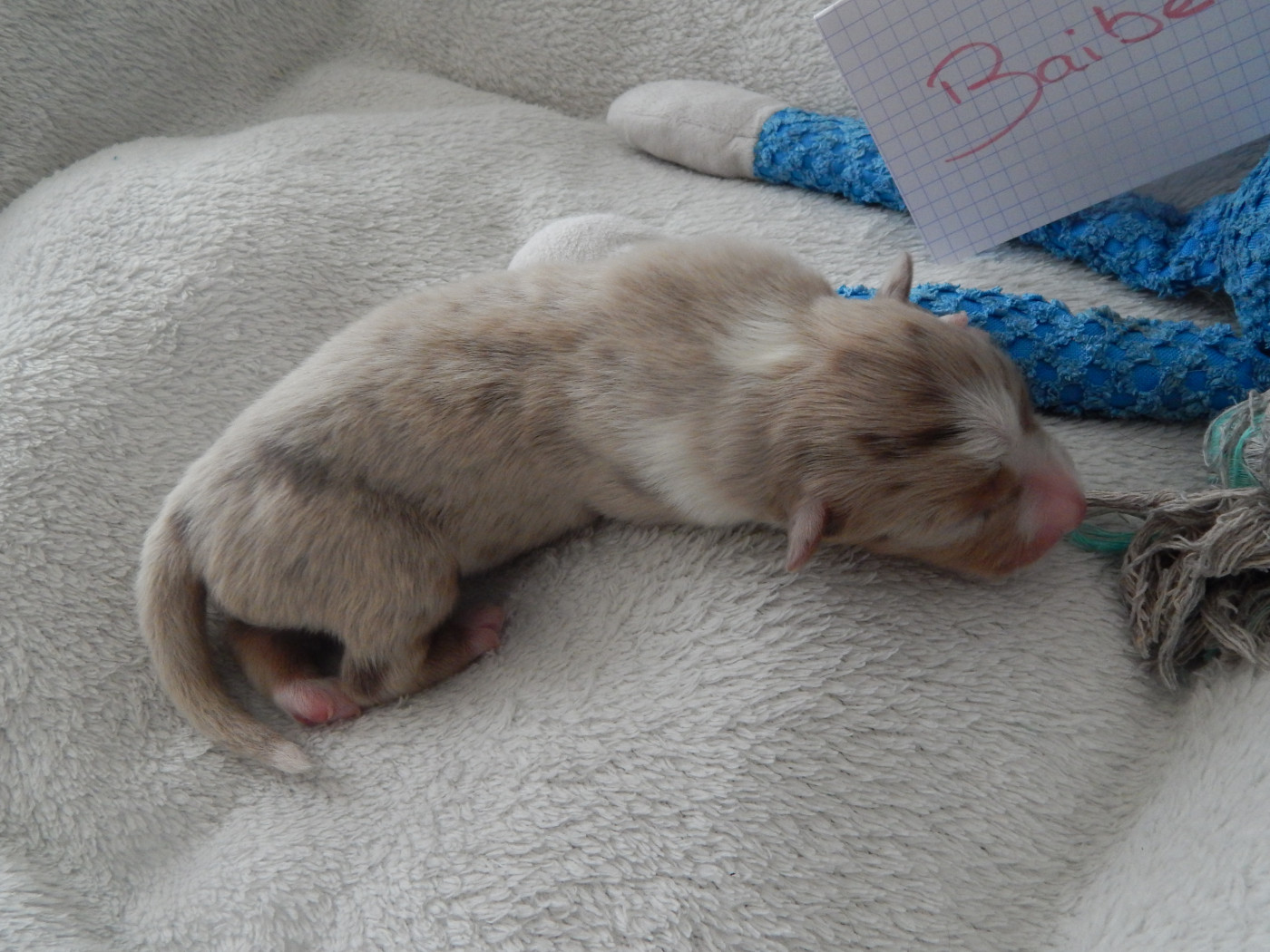 Des Berges Du Brevon - Chiots disponibles - Berger Australien