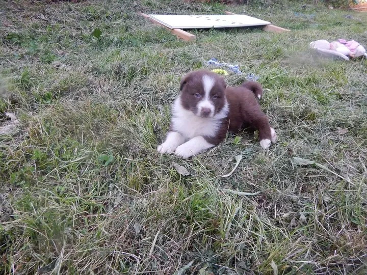 Des Berges Du Brevon - Chiots disponibles - Berger Australien