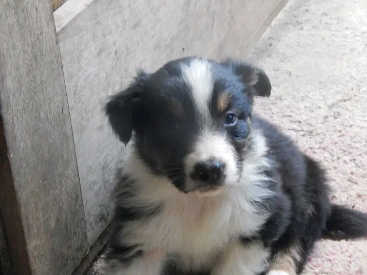 Des Berges Du Brevon - Chiots disponibles - Berger Australien