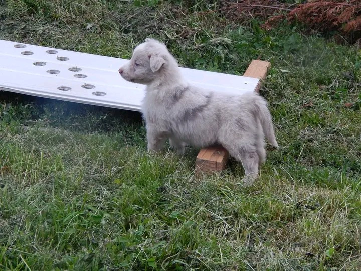 Des Berges Du Brevon - Chiots disponibles - Berger Australien
