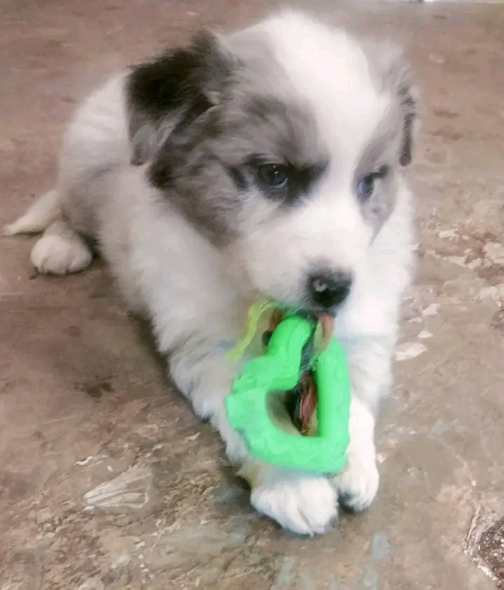 Des Berges Du Brevon - Chiots disponibles - Berger Australien