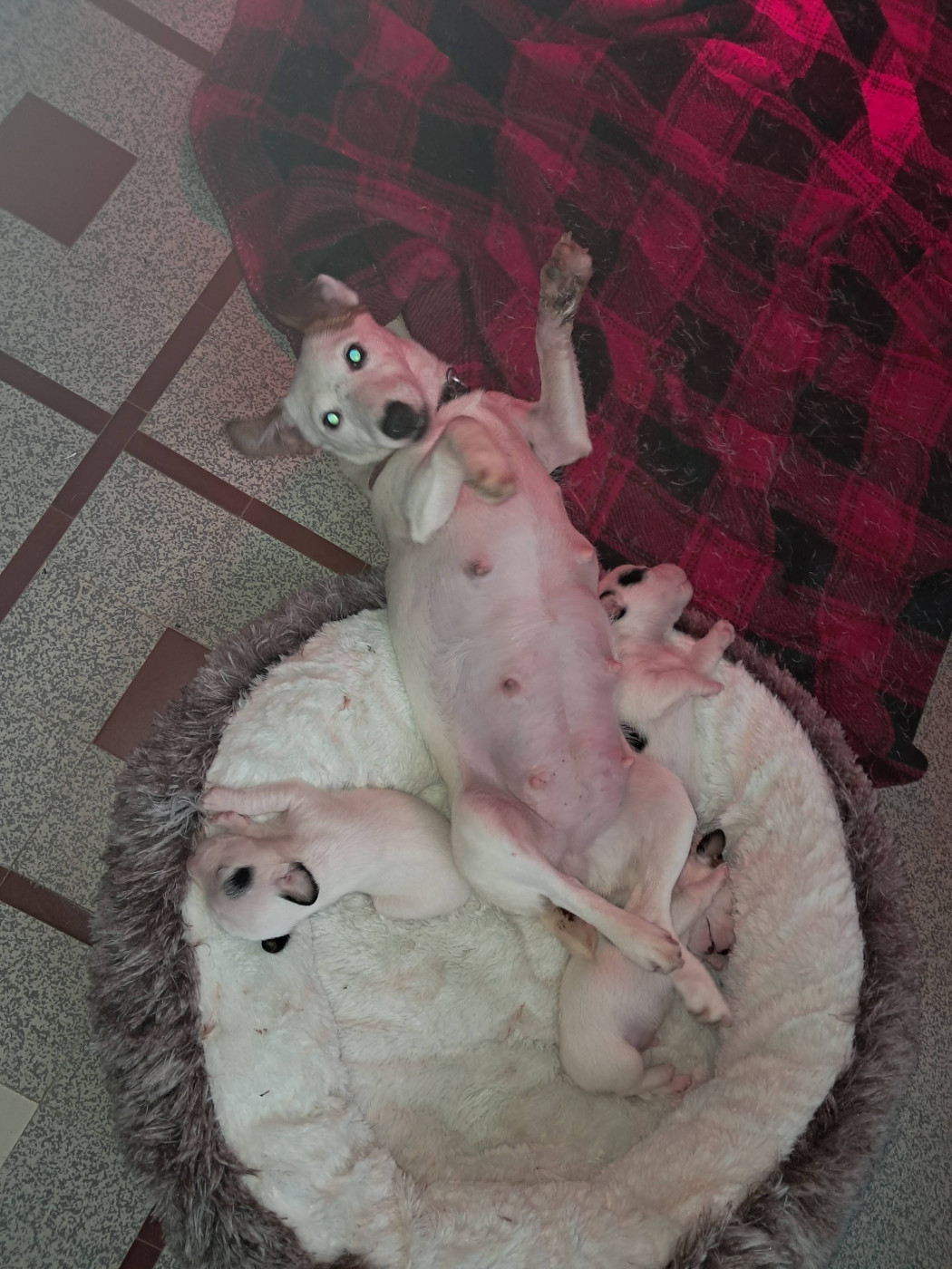 Chiot Jack Russell Terrier Des Berges Du Brevon
