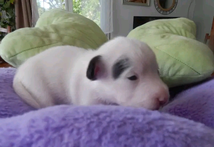 Des Berges Du Brevon - Chiots disponibles - Jack Russell Terrier