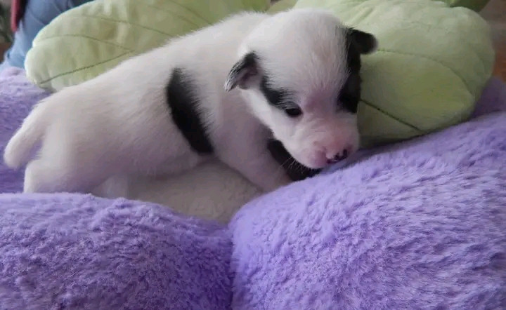 Des Berges Du Brevon - Chiots disponibles - Jack Russell Terrier
