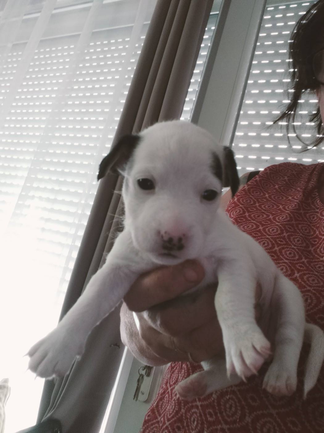 Des Berges Du Brevon - Chiots disponibles - Jack Russell Terrier