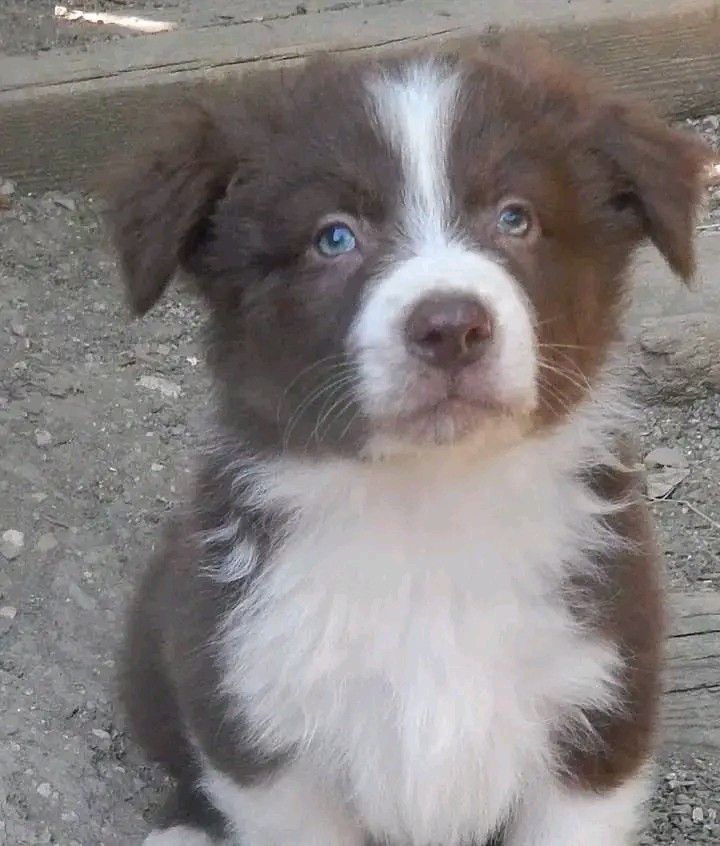 Des Berges Du Brevon - Chiots disponibles - Berger Australien