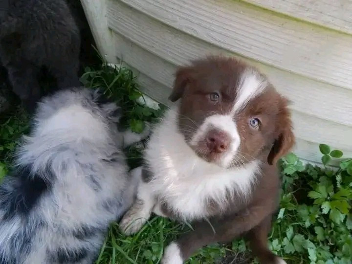 Des Berges Du Brevon - Chiots disponibles - Berger Australien