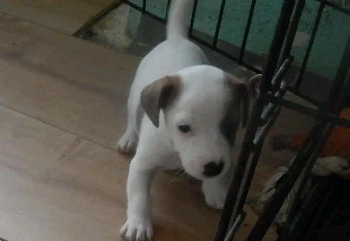 Des Berges Du Brevon - Chiots disponibles - Jack Russell Terrier