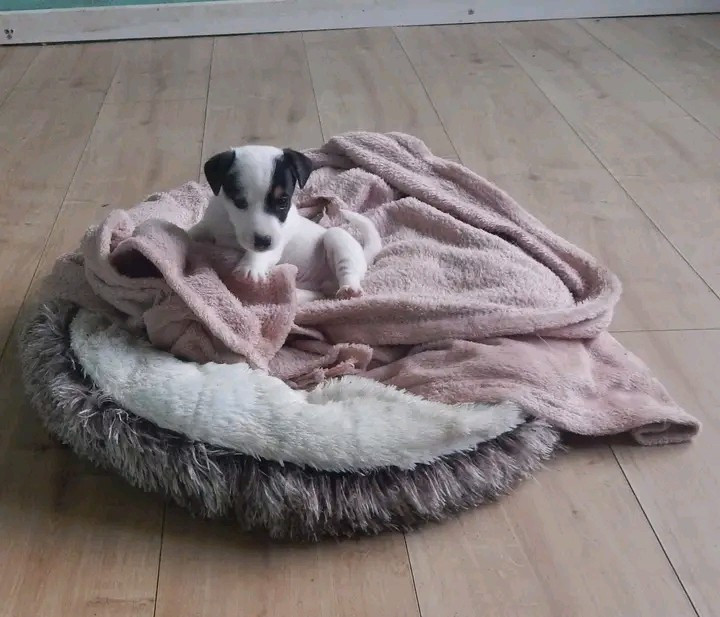 Des Berges Du Brevon - Chiots disponibles - Jack Russell Terrier