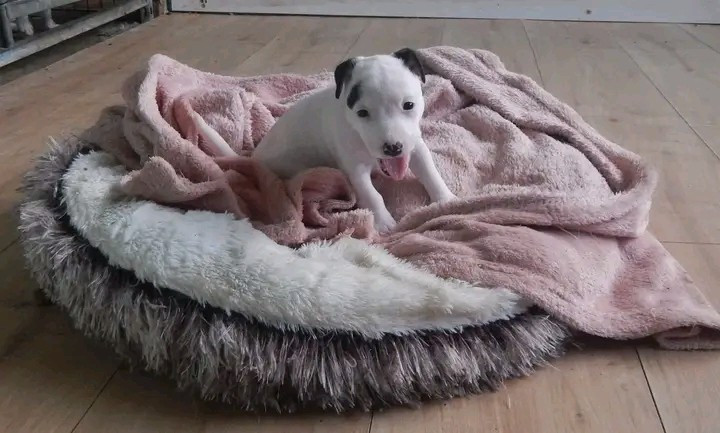 Des Berges Du Brevon - Chiots disponibles - Jack Russell Terrier