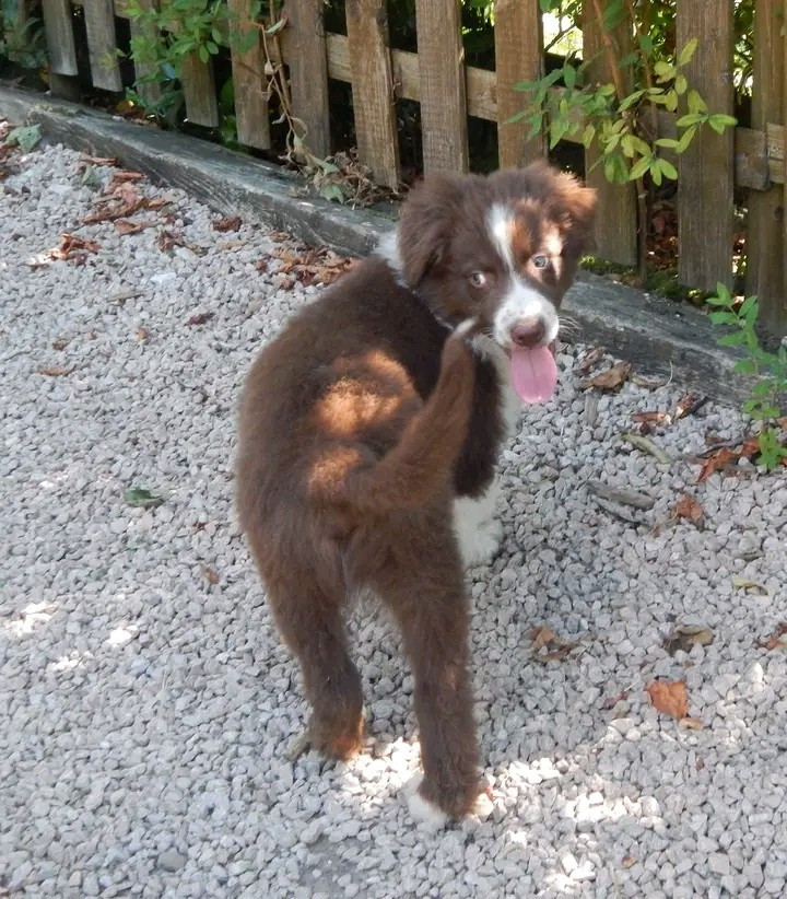 Des Berges Du Brevon - Chiots disponibles - Berger Australien