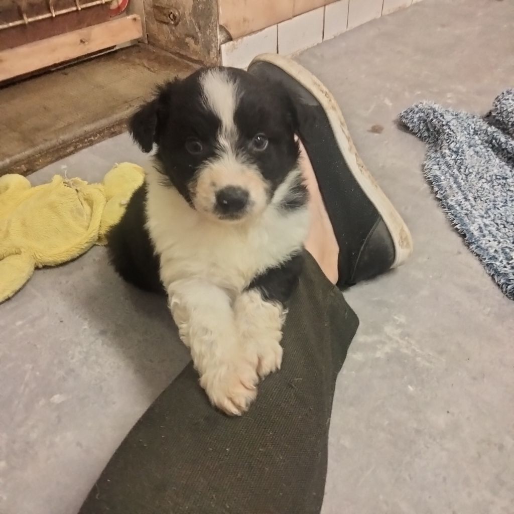 Des Berges Du Brevon - Chiots disponibles - Berger Australien