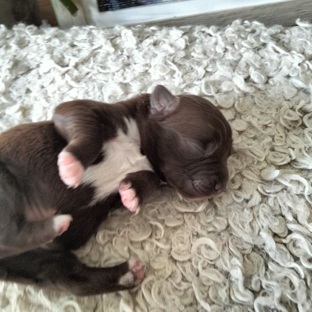 Des Berges Du Brevon - Chiots disponibles - Berger Australien