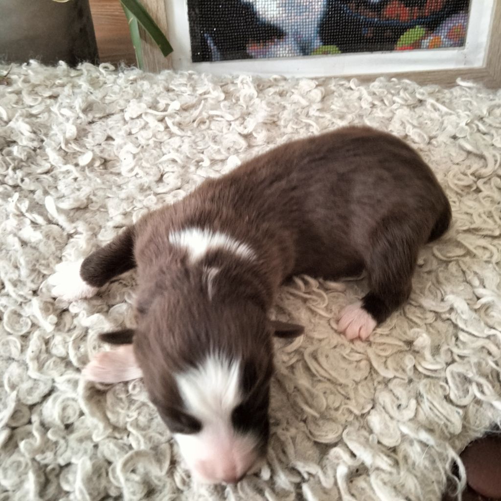 Des Berges Du Brevon - Chiots disponibles - Berger Australien