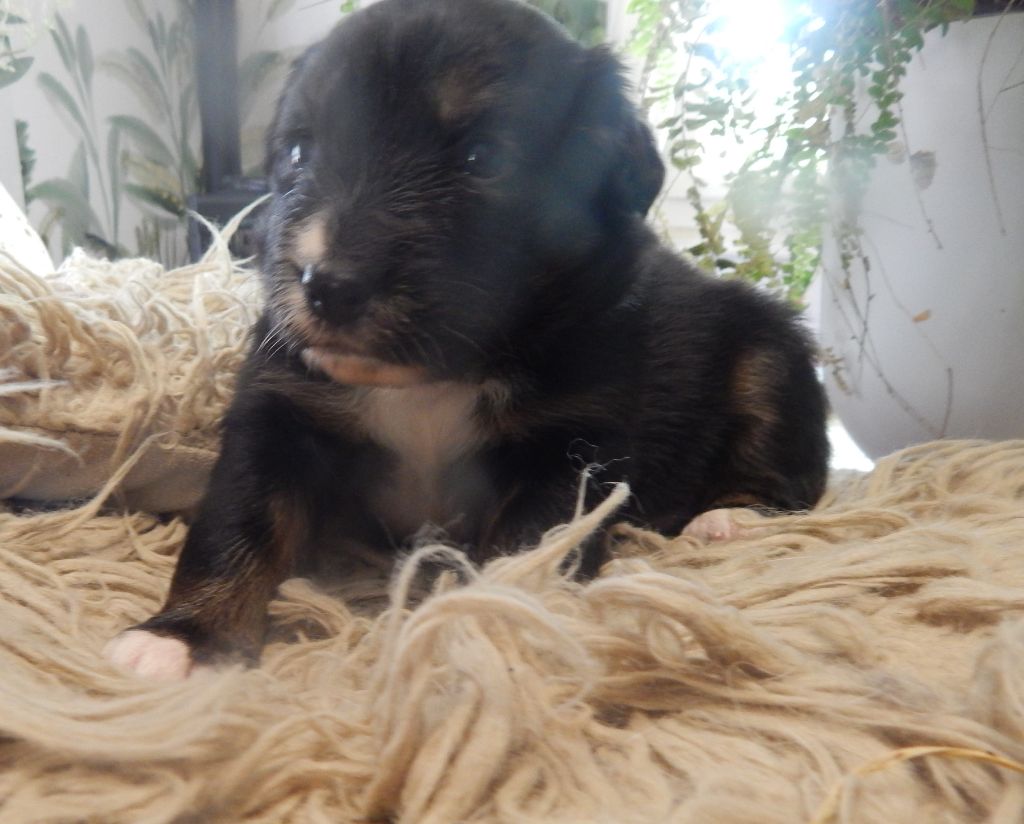 Des Berges Du Brevon - Chiots disponibles - Berger Australien