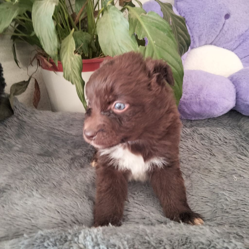 Des Berges Du Brevon - Chiots disponibles - Berger Australien