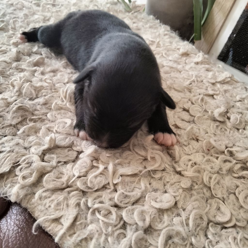 Des Berges Du Brevon - Chiots disponibles - Berger Australien