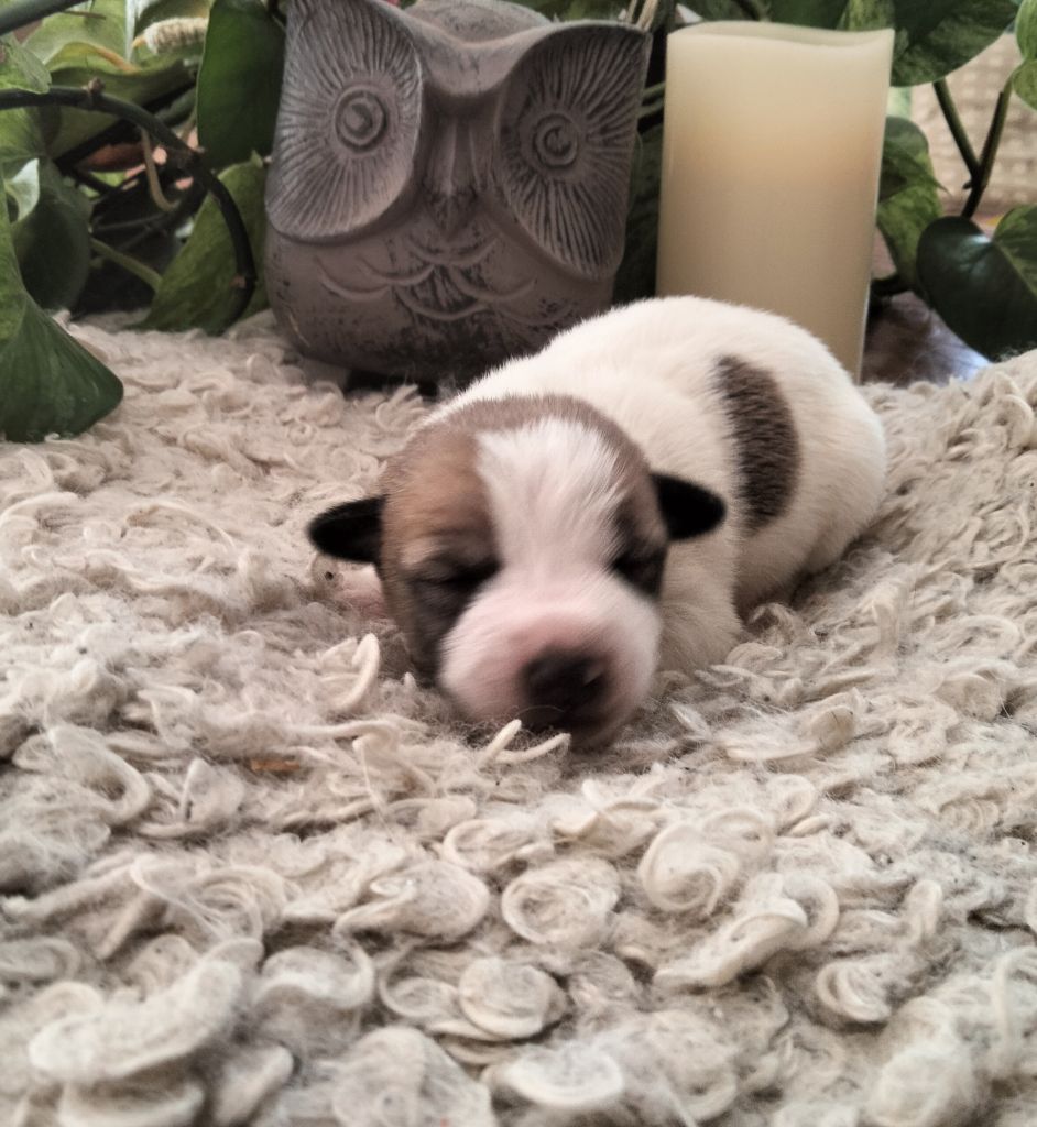 Des Berges Du Brevon - Chiots disponibles - Jack Russell Terrier