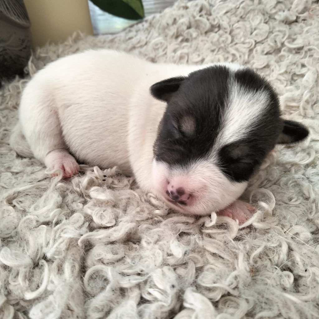 Des Berges Du Brevon - Chiots disponibles - Jack Russell Terrier