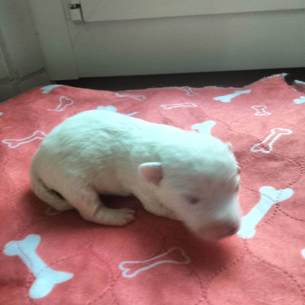Des Berges Du Brevon - Chiots disponibles - Jack Russell Terrier