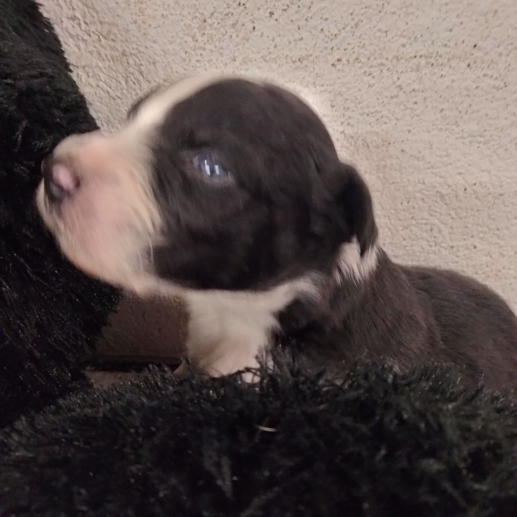 Des Berges Du Brevon - Chiots disponibles - Berger Australien