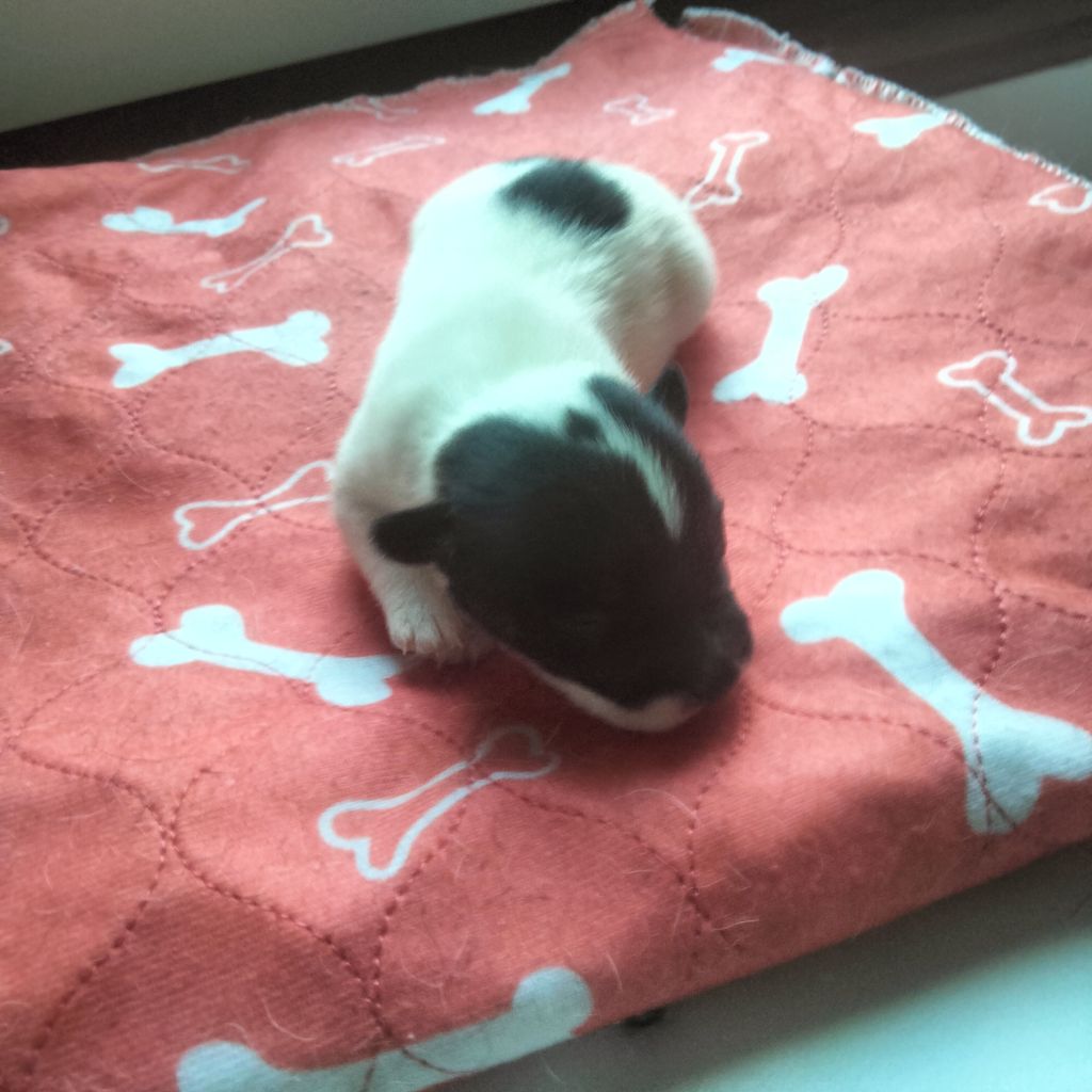 Des Berges Du Brevon - Chiots disponibles - Jack Russell Terrier