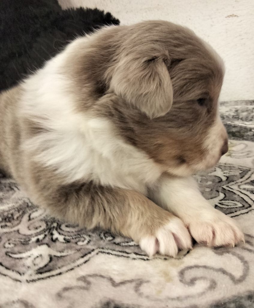 Des Berges Du Brevon - Chiots disponibles - Berger Australien