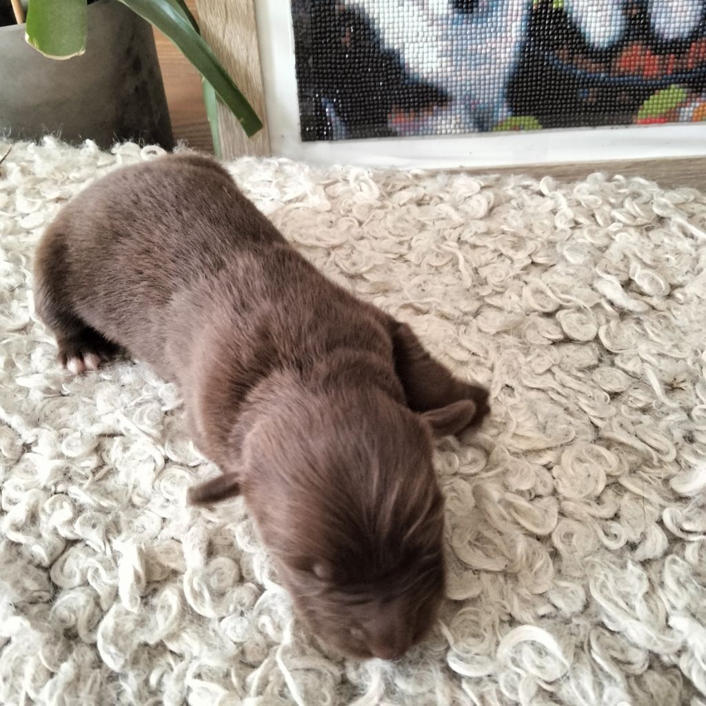 Des Berges Du Brevon - Chiots disponibles - Berger Australien