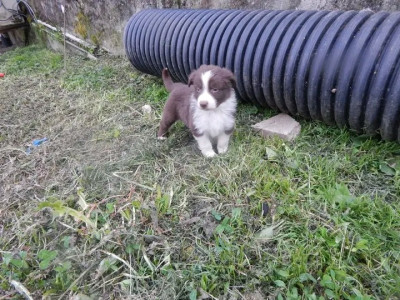 BO