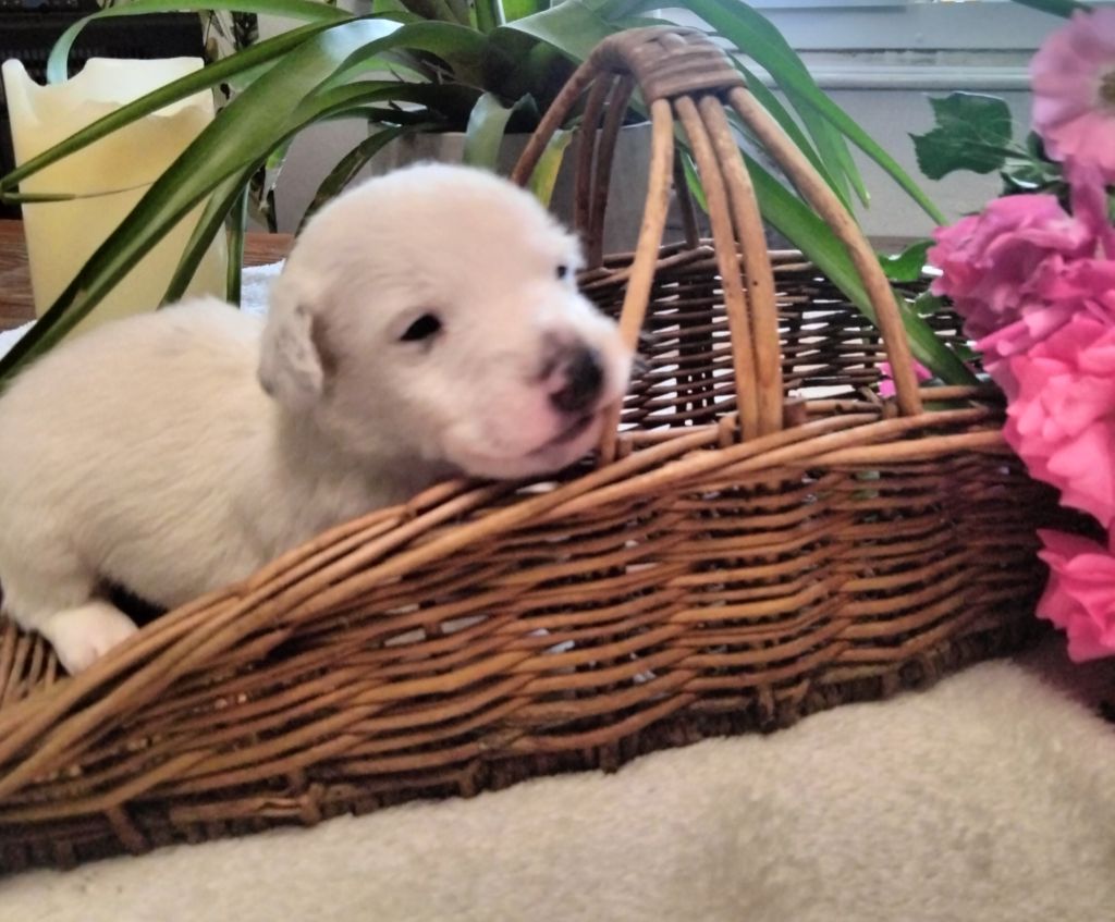 Des Berges Du Brevon - Chiots disponibles - Jack Russell Terrier
