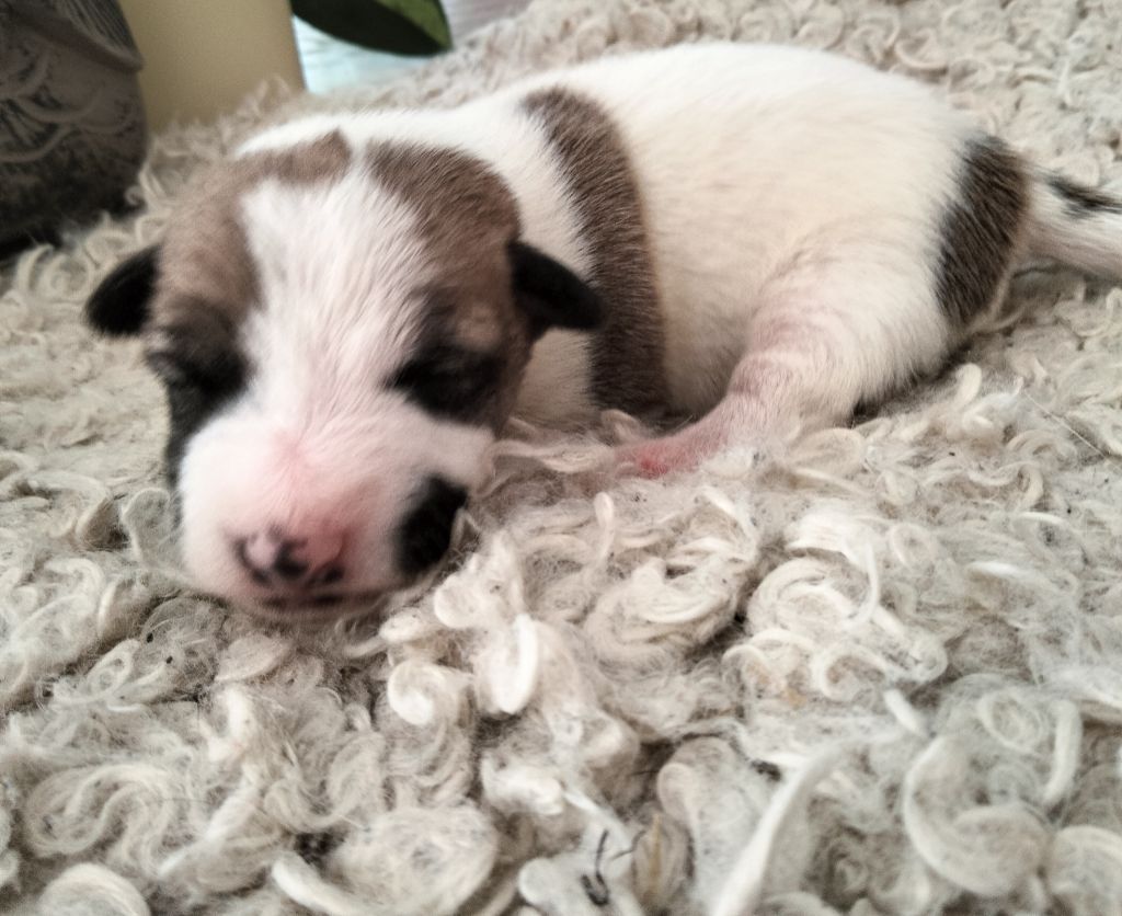 Des Berges Du Brevon - Chiots disponibles - Jack Russell Terrier