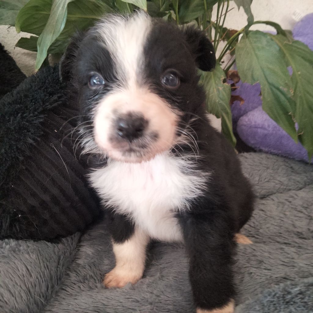 Des Berges Du Brevon - Chiots disponibles - Berger Australien