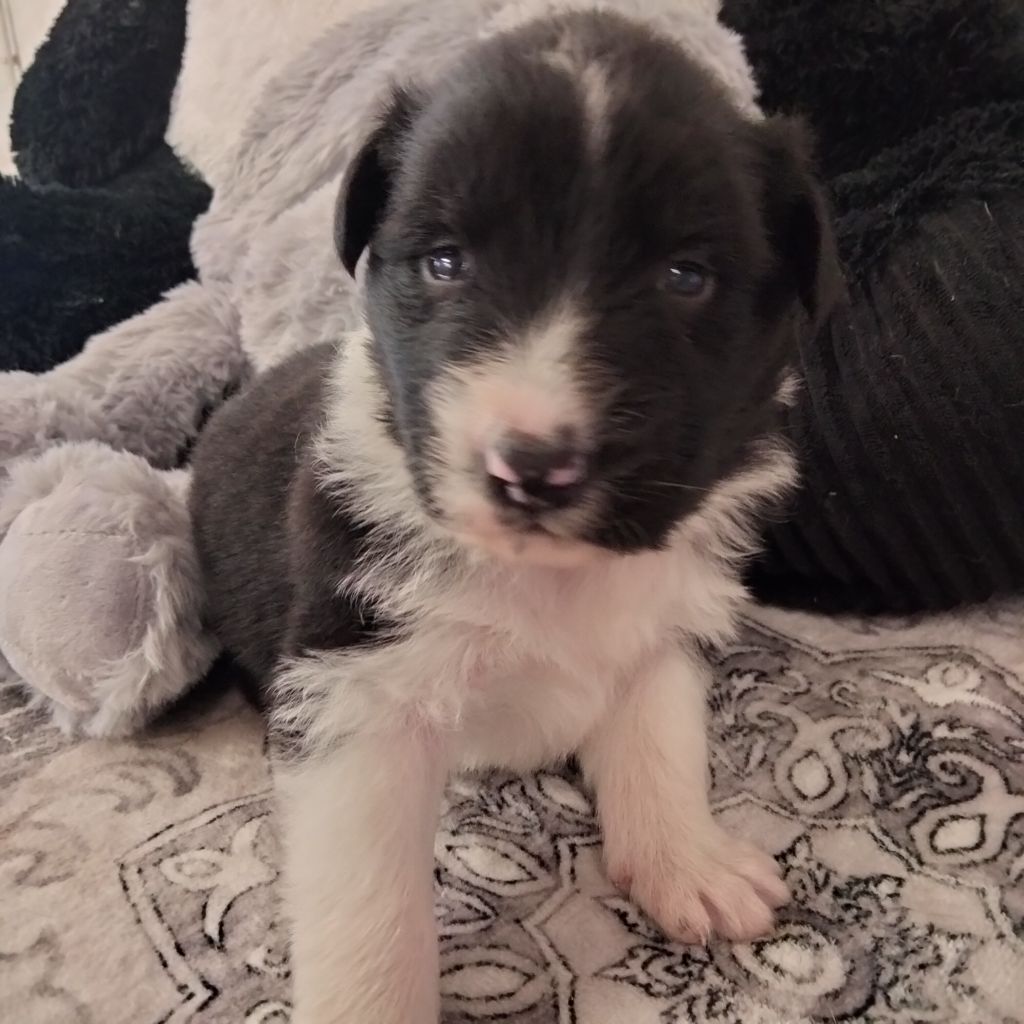 Des Berges Du Brevon - Chiots disponibles - Berger Australien